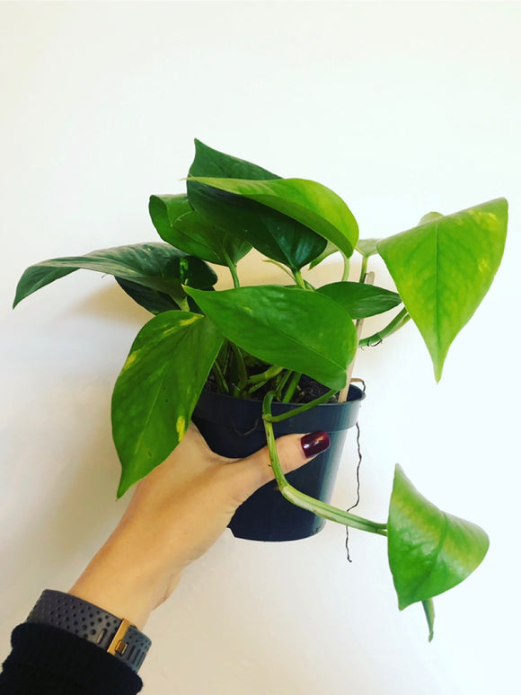 Golden Pothos - The Best Houseplant?