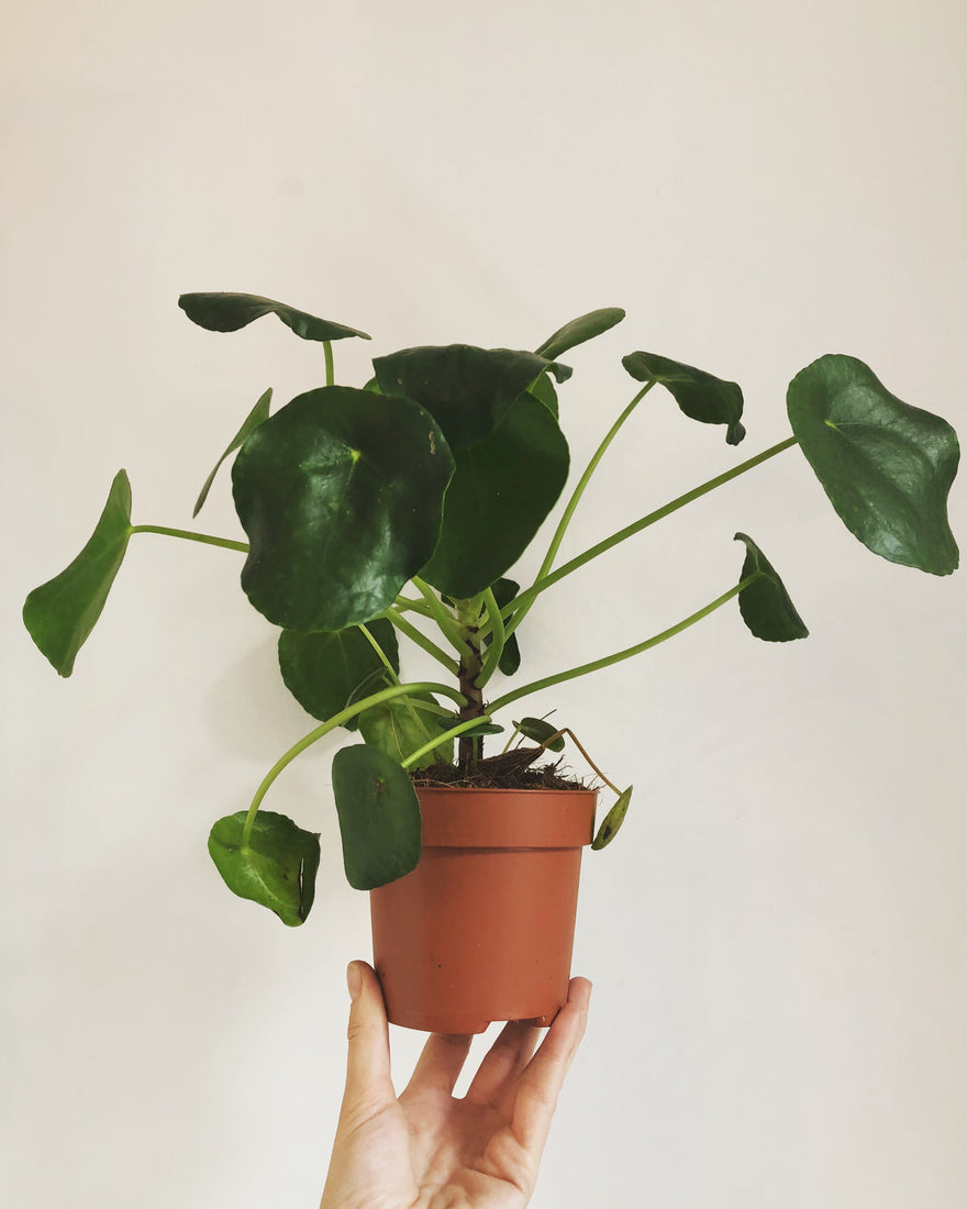 Pilea Peperomioides - Chinese Money Plant