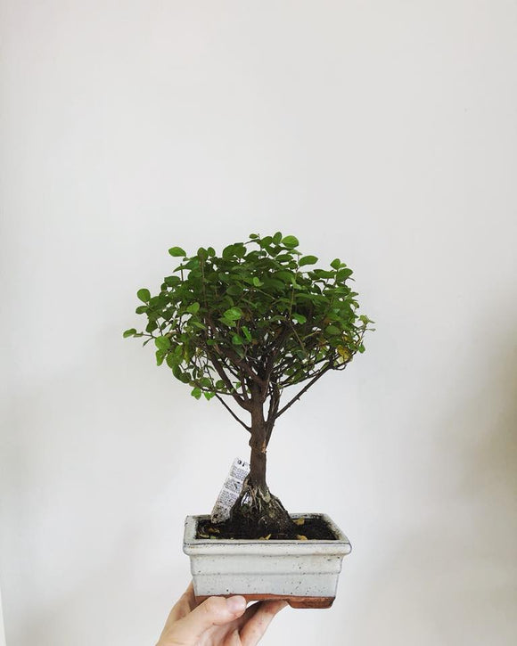 Bonsai Trees