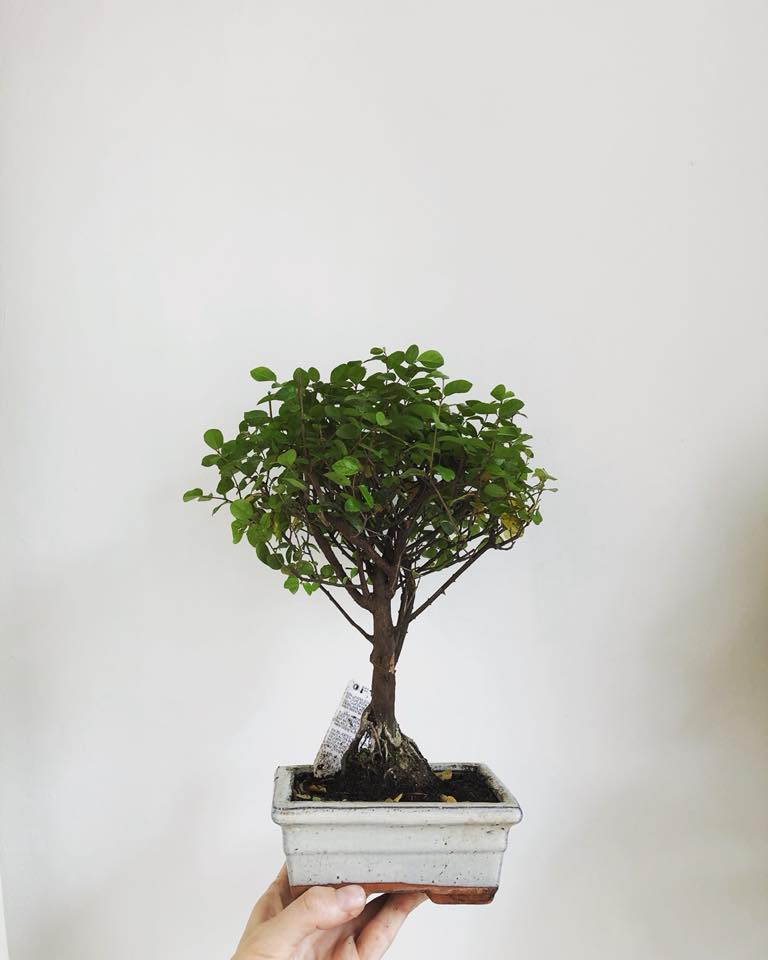 Bonsai Trees