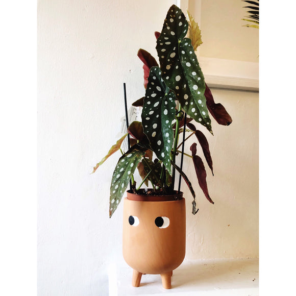 Begonia Maculata - Spotted Begonia