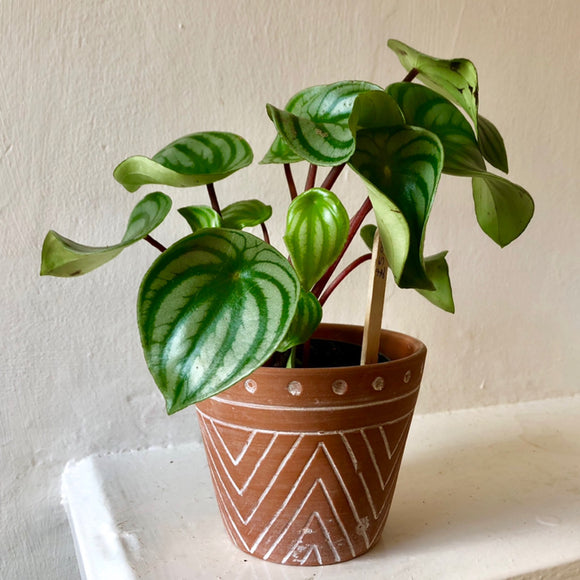 Peperomia Argyreia - Watermelon Begonia