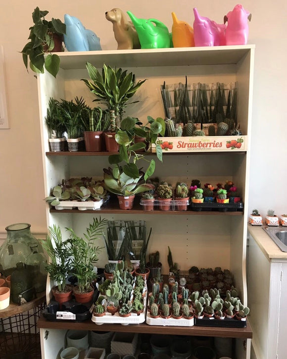 The Health Benefits of Gardening