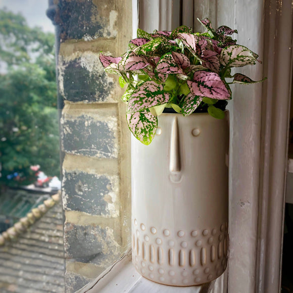 Hypoestes Phyllostachya - Polka Dot Plant