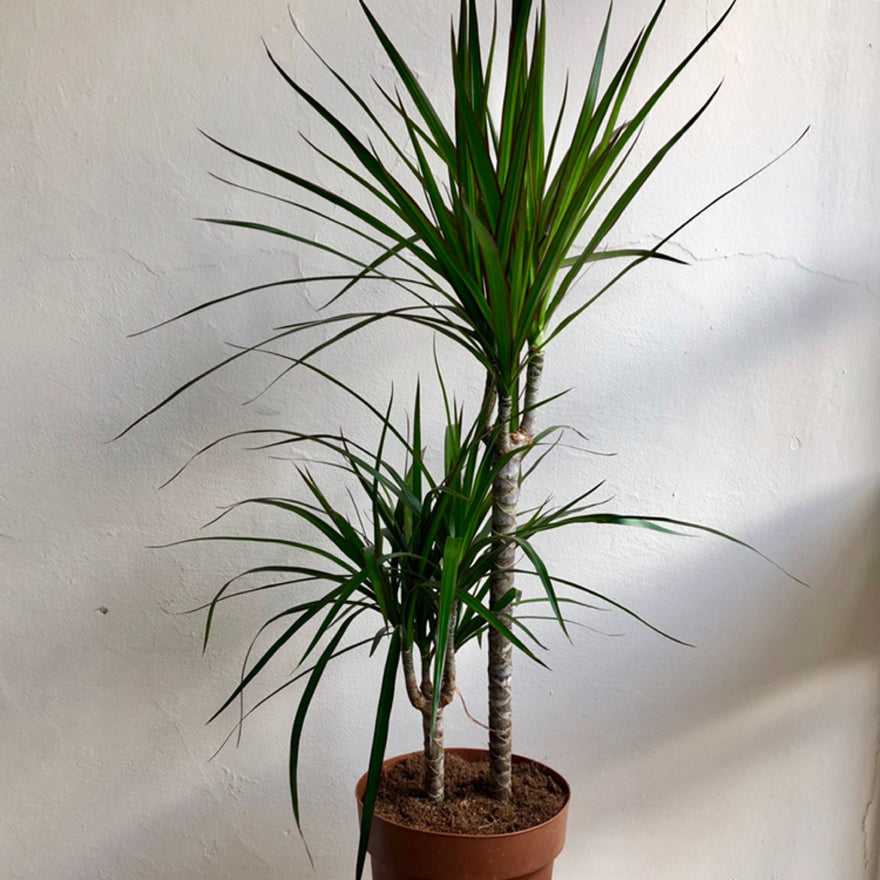 Dracaena - Dragon Palm