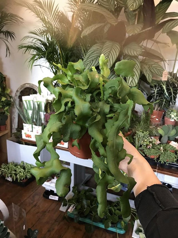 Curly Locks Cactus - Epiphyllum