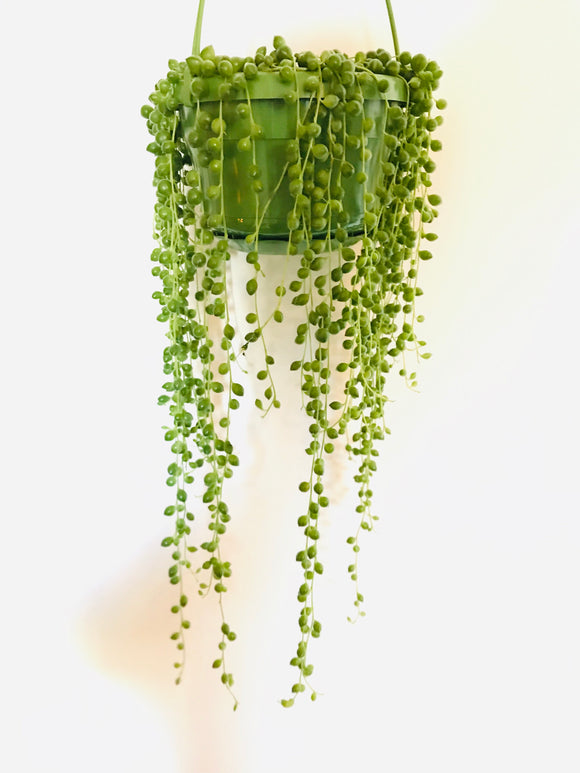 The Fabulous String of Pearls