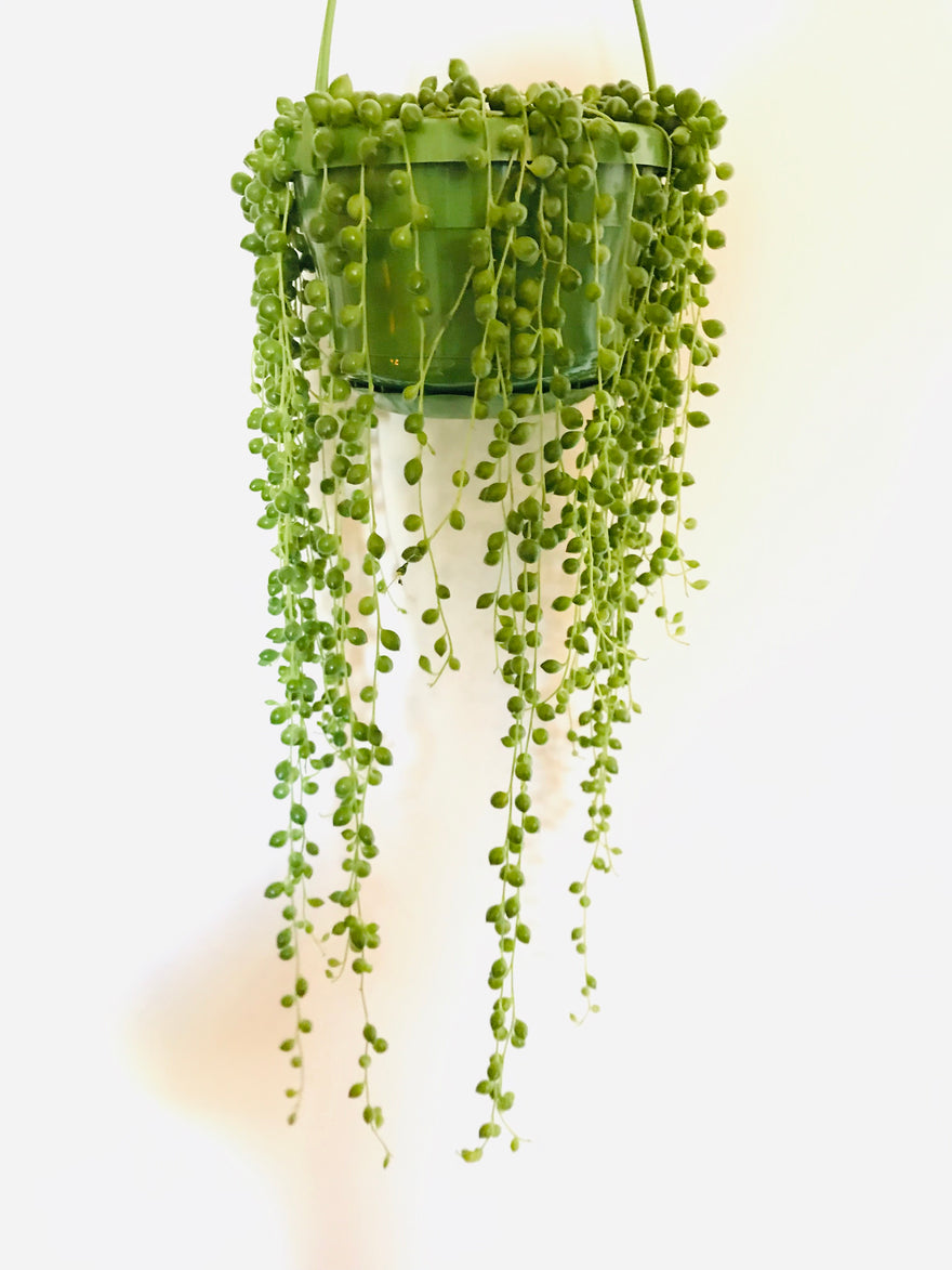 The Fabulous String of Pearls