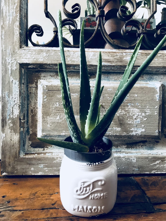 Aloe Vera Plant