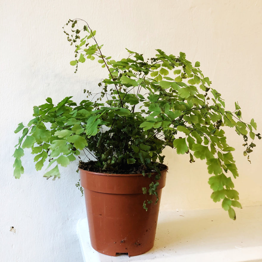 Maidenhair Fern House Plant