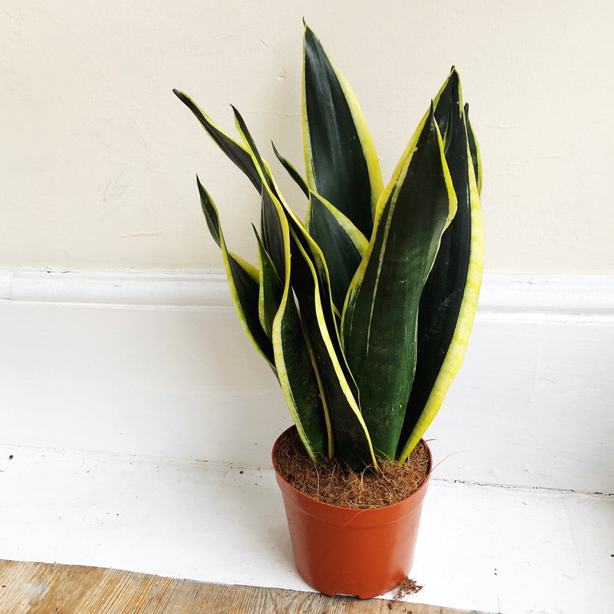 Sansevieria Snake Plant