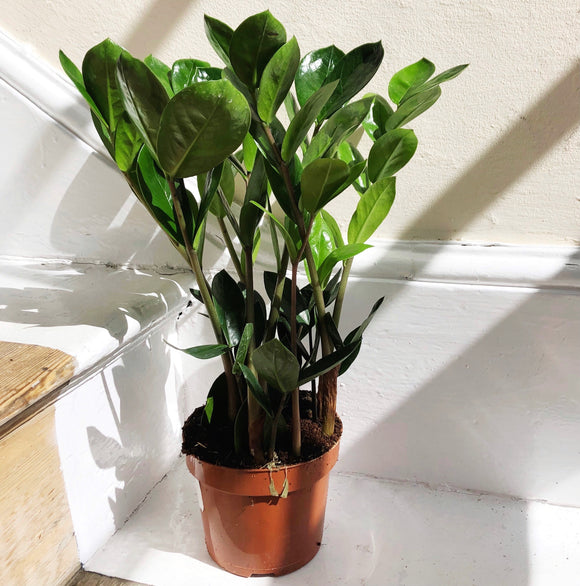 Zamioculcus Zamiifolia House Plant