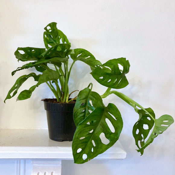 Monkey Mask Monstera