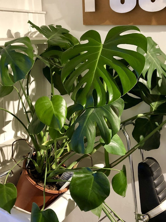 Monstera Deliciosa - Cheese Plant