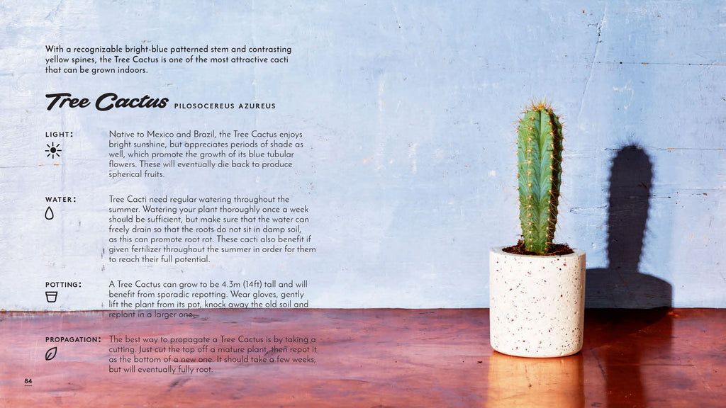 The Little Book of Cacti and Other Succulents - New Book